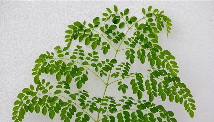 Do moringa leaves really control diabetes?