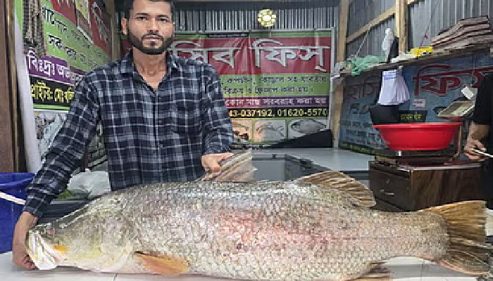 পটুয়াখালীতে জেলের জালে ধরা ২২ কেজির কোরাল মাছ, বিক্রি ৩৫ হাজার টাকায়