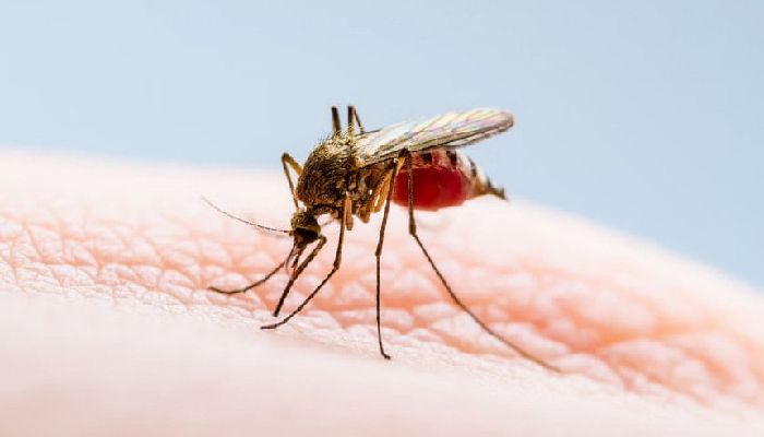 ডেঙ্গুতে ২৪ ঘণ্টায় আরও ৫ জনের মৃত্যু, হাসপাতালে ৩১১