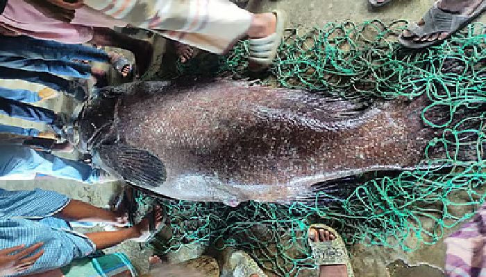 ১৬৬ কেজি বোল মাছ ধরা পড়ল টেকনাফে, বিক্রি পৌনে ২ লাখ টাকা