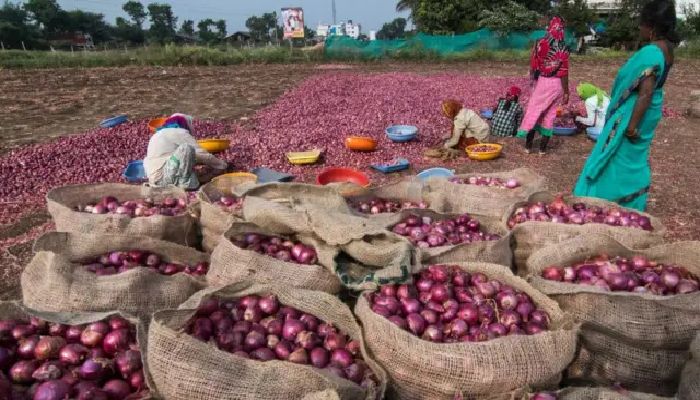 পেঁয়াজ রপ্তানিতে ভারতের আধিপত্যে পতন, বিকল্প খুঁজছে বাংলাদেশ