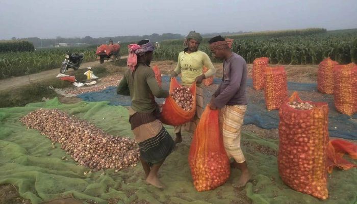 বাম্পার ফলনেও হাসতে পারছেন না বাঘার পেঁয়াজ চাষিরা