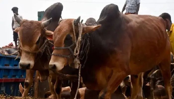 বাংলাদেশে কেন কমছে গরু কোরবানি?