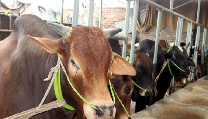 কসাইয়ের রেট’ নিয়ে রাজধানীতে চরম ভোগান্তি