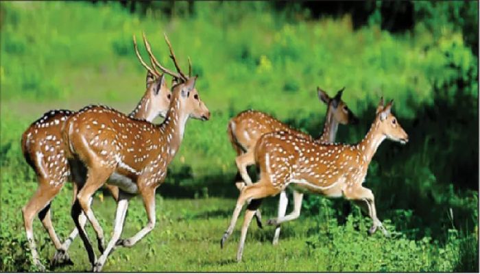 বনের হরিণ শিকারে গিয়ে নিশানা হারিয়ে বিঁধল বন্ধুর বুকে